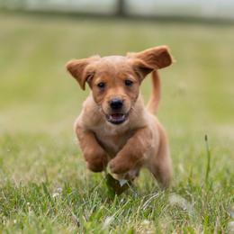 Golden Retriever Puppies from Stormy Hill Golden Retrievers