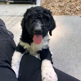 Spade - Parti male Goldendoodle puppy in Nathalie, Virginia from Deez Doodles