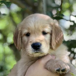 Golden Retriever Puppies from Carolina Breeders Family