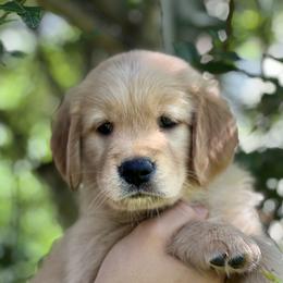 Golden Retriever Puppies from Carolina Breeders Family
