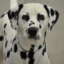 Dalmatians from Janie's Dalmatians