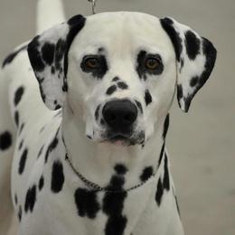 Dalmatians from Janie's Dalmatians