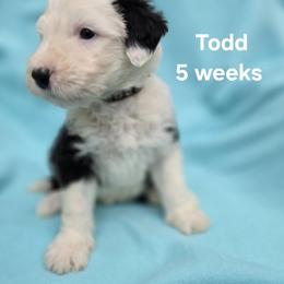 Todd - Gray and white male Old English Sheepdog puppy in Sutherlin, Oregon from Sapphire Eyes Sheepdogs