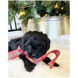 Cavapoo Puppies from Timpview Cavapoos