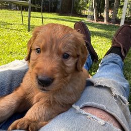 Blue Boy Amazing Markings - Dark golden male Golden Retriever puppy in Aumsville, Oregon from Bigfoot Goldens AKC Registered Dark Red