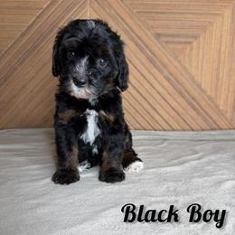 Black boy - Tri-color male Bernedoodle puppy in Modesto, California from Two Doods Doodles