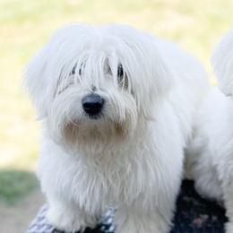 Cotons de Tulear from Daisy Lynn Cotons