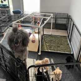 Poodle Puppies from Agape Standard Poodles