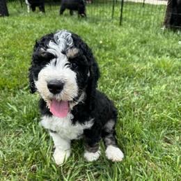 Truman - Tri-color male Bernedoodle puppy in Center Line, Michigan from Mitten Made Bernedoodles