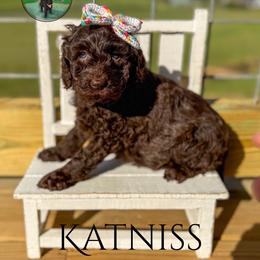 Katniss - Chocolate female Goldendoodle puppy in Ocoee, Tennessee from Liberty Creek Farms