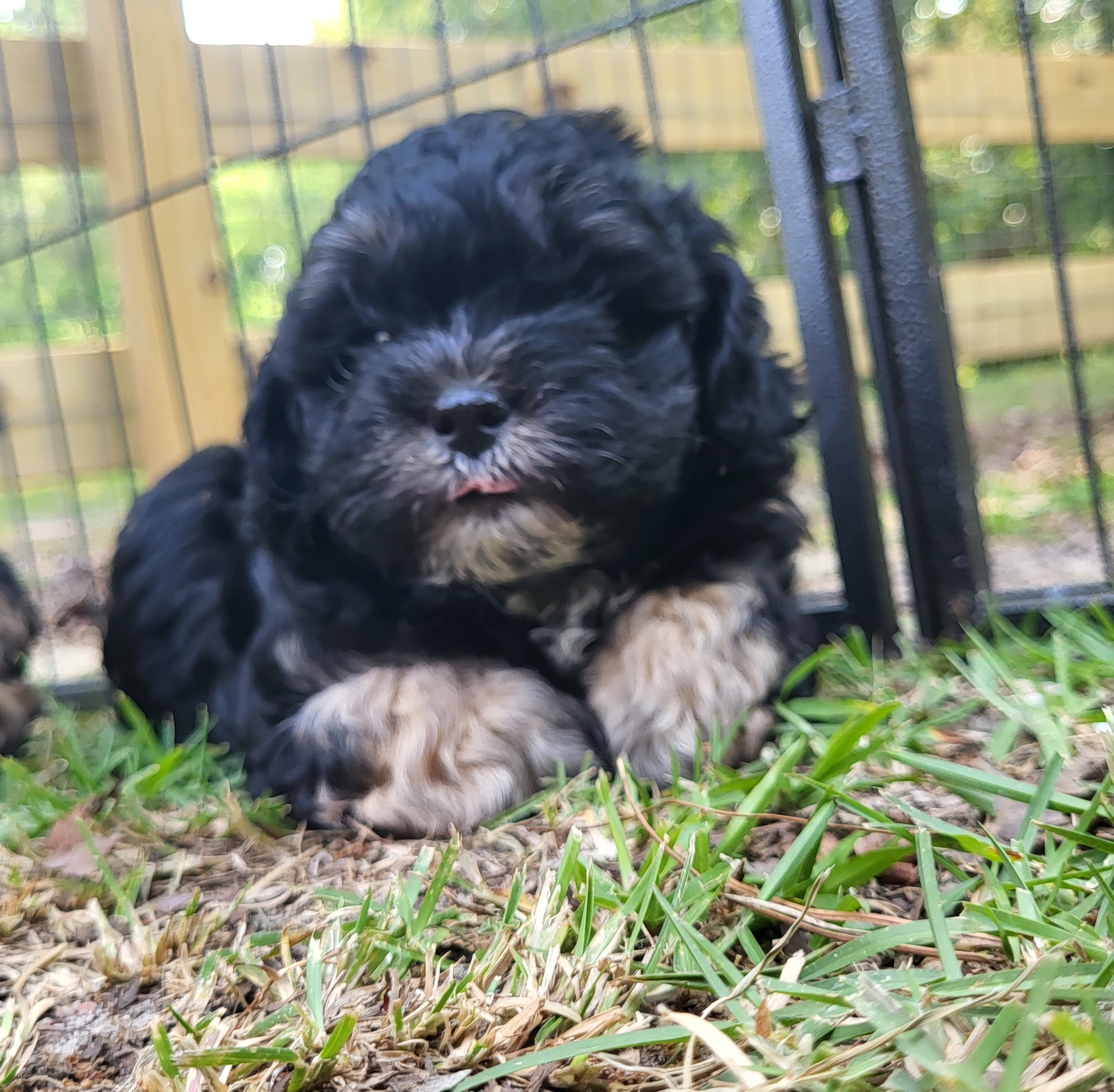 Goldendoodle and Shihpoo Puppies from Peace, Love, and Puppies at the Creek