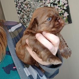 Big Red - Liver male Shih Tzu puppy in Brodnax, Virginia from Kbsshihtzus