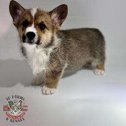 Cedar - Sable male Pembroke Welsh Corgi puppy in Elberta, Utah from 3F Farms- Pembroke Welsh Corgis and Irish Wolfhounds