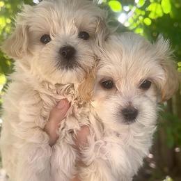 Wyatt - Cream male Maltipoo puppy in Traverse City, Michigan from Riyem Wildflower Farms