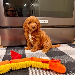 June - Red female Cockapoo puppy in Beresford, South Dakota from DAKOTA DOOD RANCH