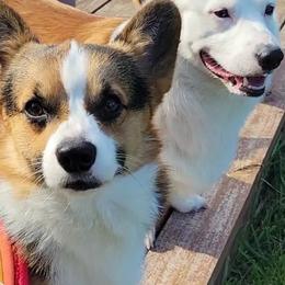 Pembroke Welsh Corgis from Space City Corgis