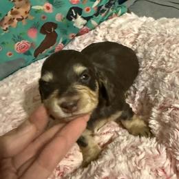 Larger chocolate and cream gal - Chocolate and cream female Dachshund puppy in Mt. Pleasant, Texas from The Spotted Doxie
