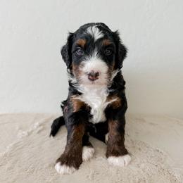 Astro - Tri-color male Bernedoodle puppy in Apache Junction, Arizona from Coffey House Doodles