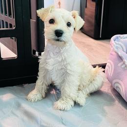 Girl- 2 -big mama - Wheaten female Miniature Schnauzer puppy in Lehigh Acres, Florida from Regency Schnauzer