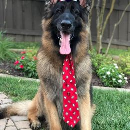 German Shepherds from Baskerville Shepherds