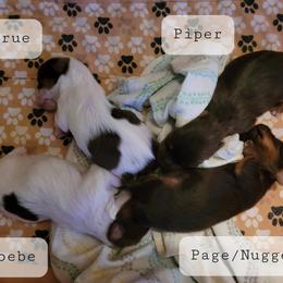 Yorkshire Terrier Puppies from Casey Clan Yorkies