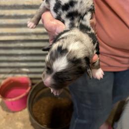 Girl 1 - female Miniature Australian Shepherd puppy in Godley, Texas from Nana and Paws Aussies