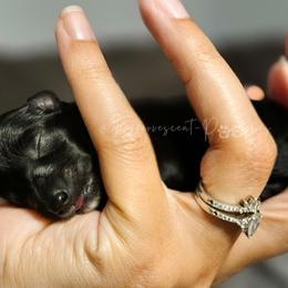White Girl - Black female Yorkipoo puppy in Coolidge, Arizona from Effervescent-Pooches