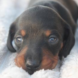 2500 AKC Black and Tan Girl - Black and tan female Dachshund puppy in Arcadia, Florida from JB Dachshunds