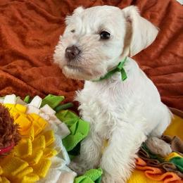 Bambi - White female Miniature Schnauzer puppy in Ferndale, Washington from Blackhorse Schnauzers Washington state