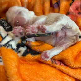Anchor - White male Miniature Schnauzer puppy in Hemet, California from Journee Home Mini Schnauzers