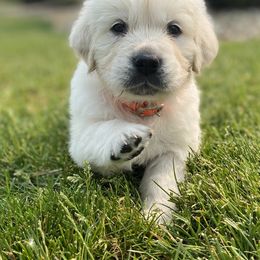 Golden Retriever Puppies from Luckie Puppies