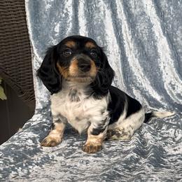Bonnie - Piebald female Dachshund puppy in Poteau, Oklahoma from Sisters Dazzling Dachshunds