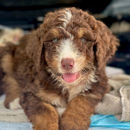 Tango - Sable male Bernedoodle puppy in Olive Hill, Kentucky from Mountain Valley Bernedoodles