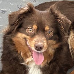 Miniature Australian Shepherds from Grace River Aussies