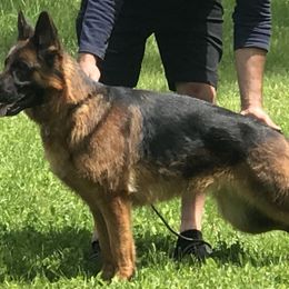 Fidana - German Shepherd