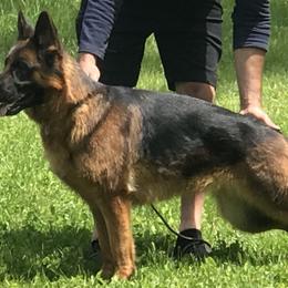 Fidana - German Shepherd