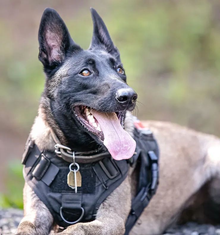 Malinois in a black harness 