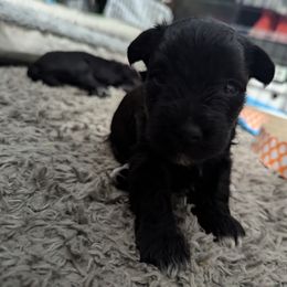 Miniature Schnauzer Puppies from Black Star Farm