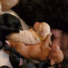 Poodle Puppies from Deborah Busch Poodles