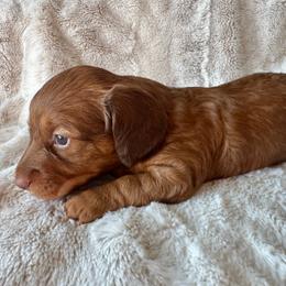 HUNTER - Red male Dachshund puppy in Holtwood, Pennsylvania from Holly Hill Dachshunds