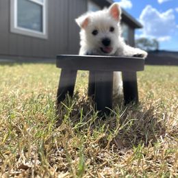 West Highland White Terrier Puppies from Shadow Lane Genetics