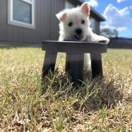 West Highland White Terrier Puppies from Shadow Lane Genetics