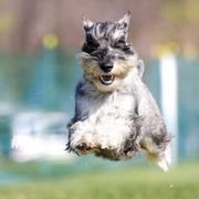 Standard Schnauzers from Meisterwerk Standard Schnauzers