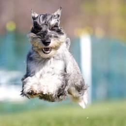 Standard Schnauzers from Meisterwerk Standard Schnauzers