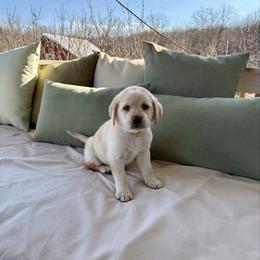 Miss Eleanor Ellie May - Yellow female Labrador Retriever puppy in Tekonsha, Michigan from Asher Acres Labs