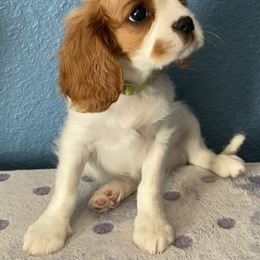 Cavalier King Charles Spaniel Puppies from Christina’s Cavaliers