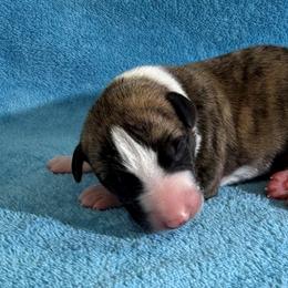 Wilbur - White and red brindle male Whippet puppy in Gentry, Arkansas from Mardel Robeson of Mulberry Hollow Whippets