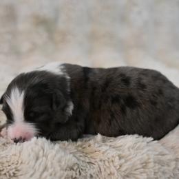 Clyde - Blue merle male Australian Shepherd puppy in Wichita Falls, Texas from Spotted Mule Aussies