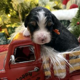 Butterball - Tri-color male Bernese Mountain Dog puppy in Gardner, Kansas from Faith and Family Farm