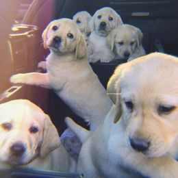 Labrador Retrievers from Northern Retrievers